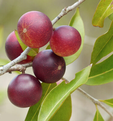 Camu camu, source de vitamine C